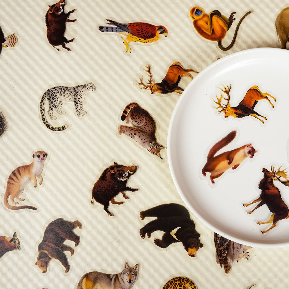 56pcs animals PET-sticker pack (S25112704)