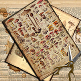 10pcs mushroom Lab paper pack (P26061705)
